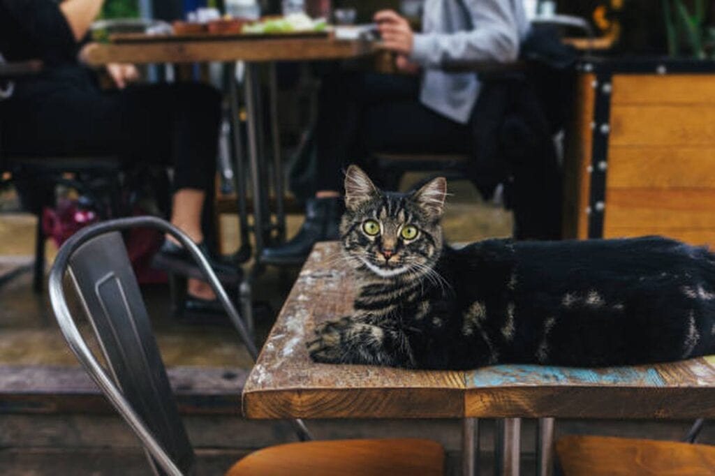cafe shop for cats