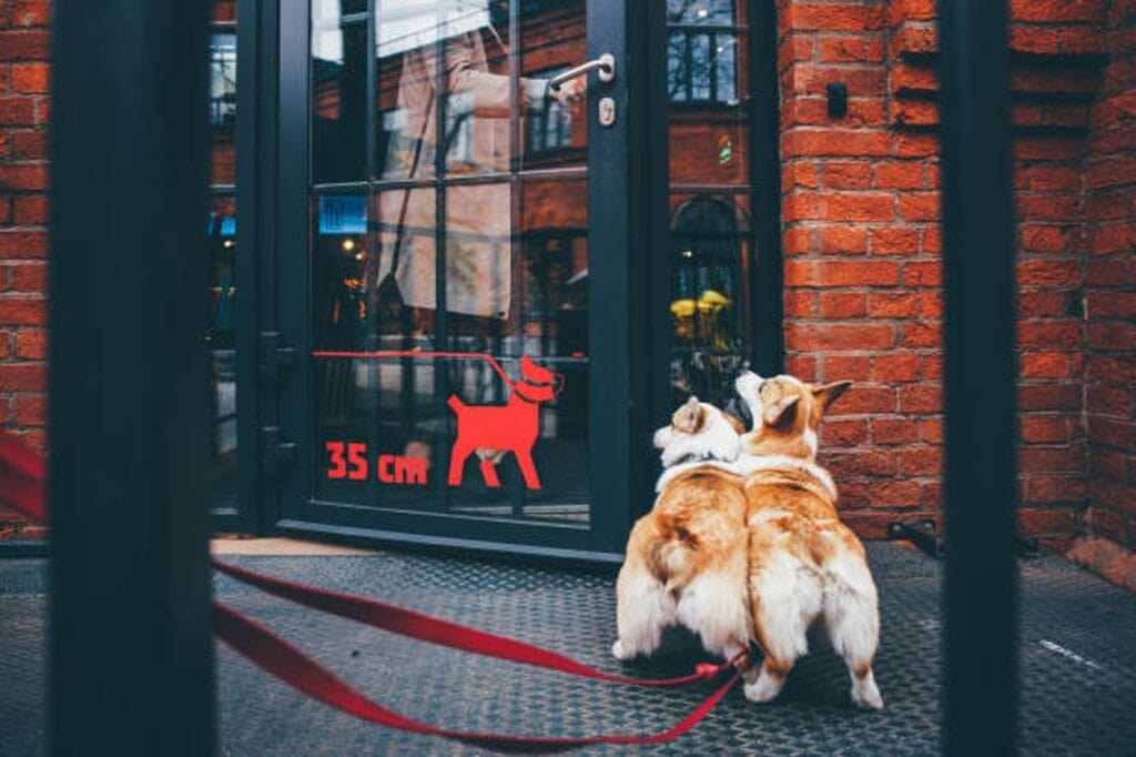 Cafes And Restaurants For Dogs