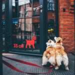 Cafes And Restaurants For Dogs