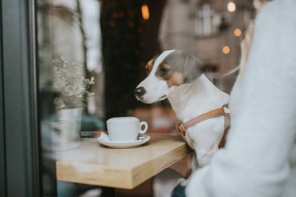 dog friendly cafes