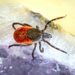 how do i know if i have bed bugs (1)