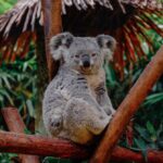 koala ask melbourne