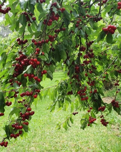 red hill cherry farm ask melbourne