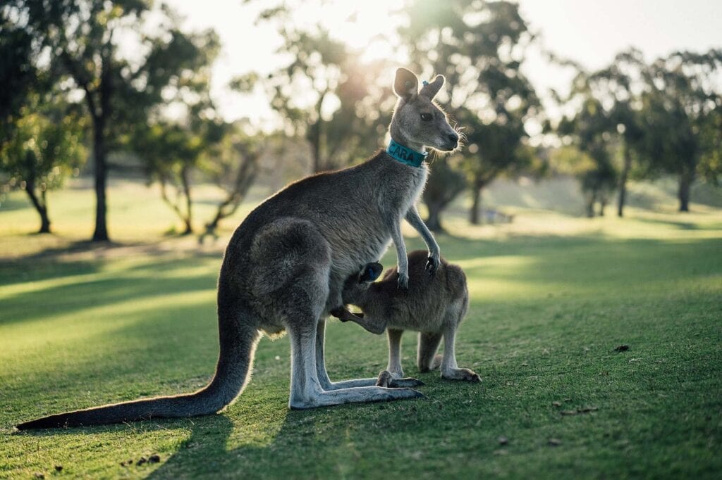 australia-victoria-kangaroos
