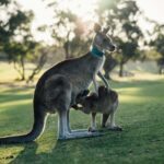 australia-victoria-kangaroos
