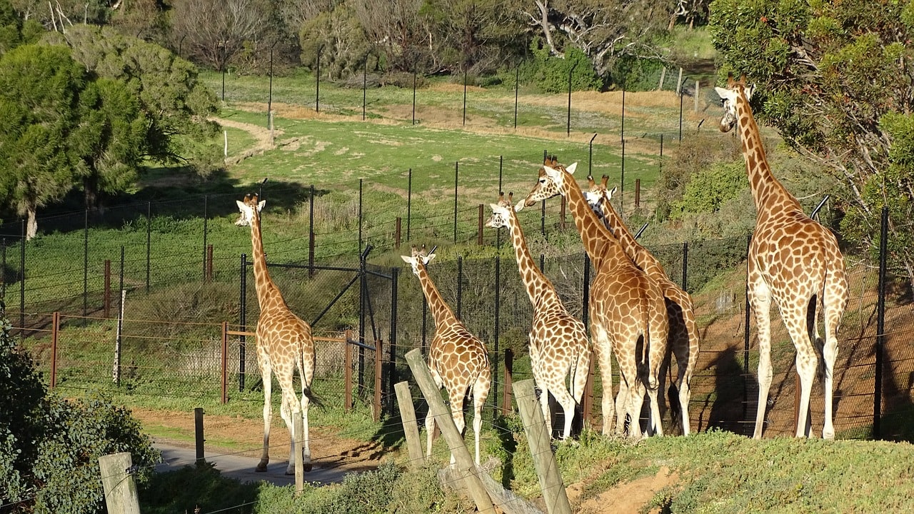 giraffe-zoo-melbourne