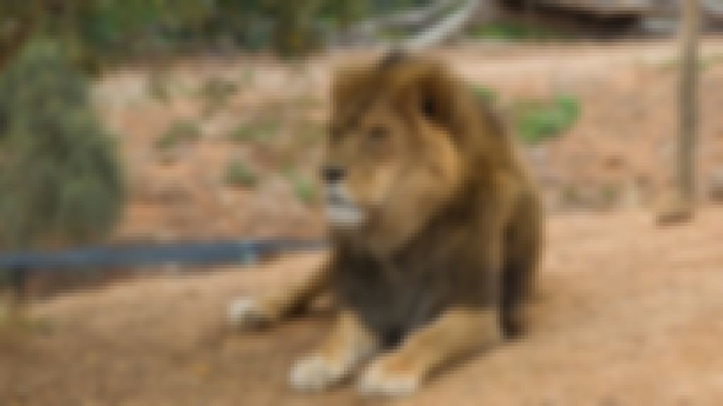 lion-melbourne-zoo