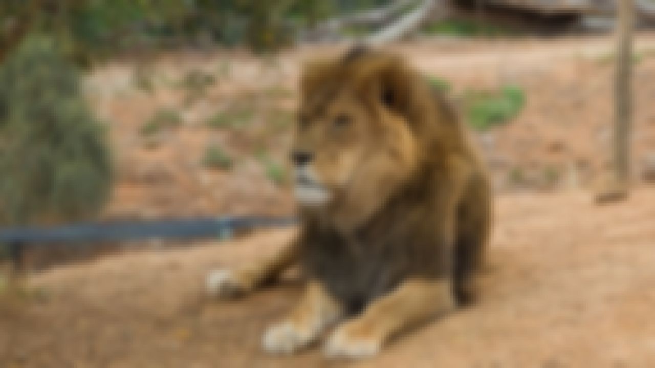 lion-melbourne-zoo