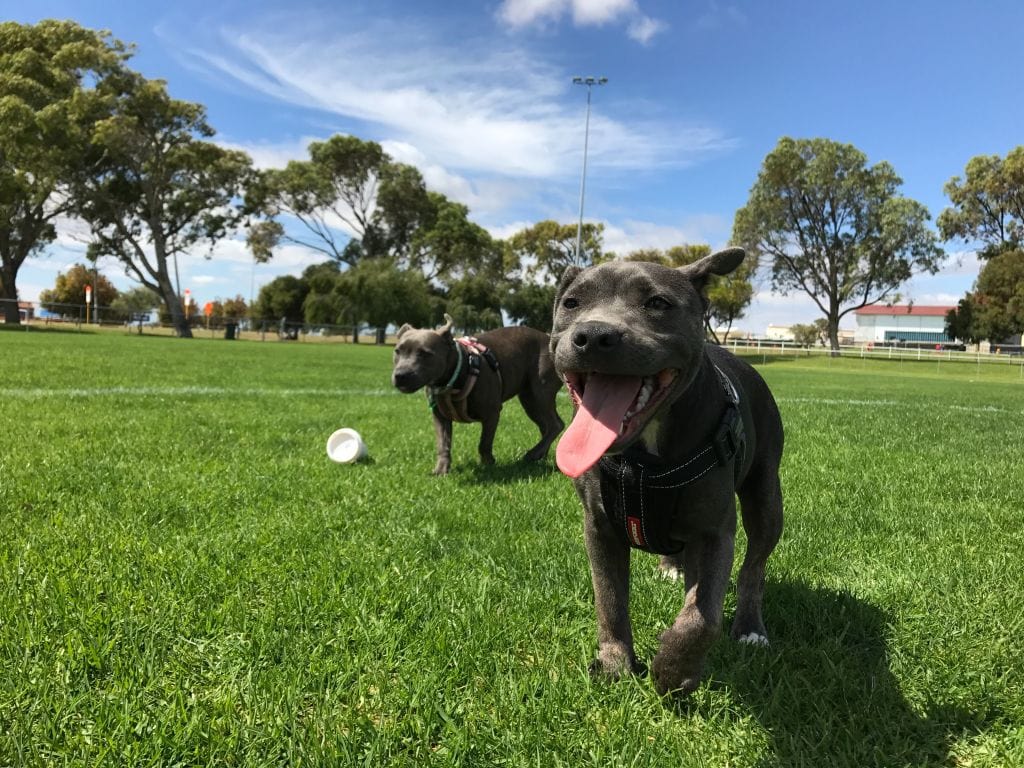 Melbourne Dog Park