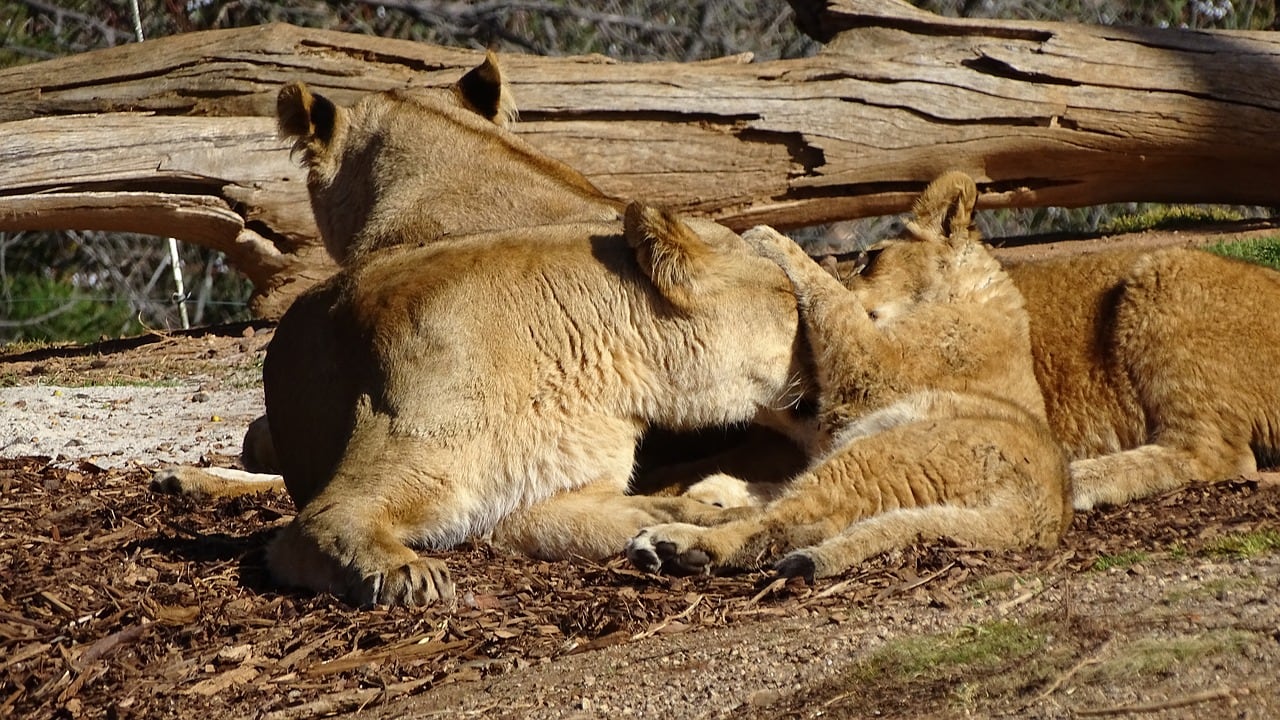 lions-melbourne