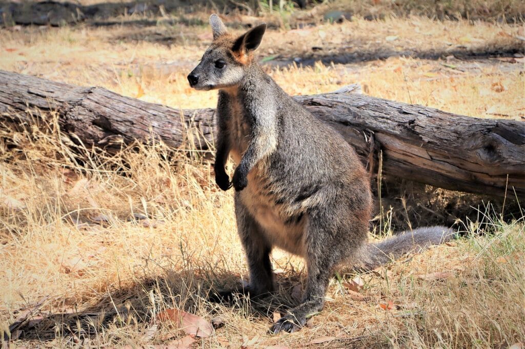 adelaide-wallaby