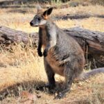 adelaide-wallaby